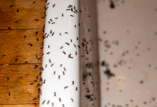 Best Pest Prevention Services  in Holt, AL